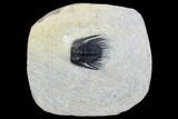 Spiny Leonaspis Trilobite - Morocco #126926-1